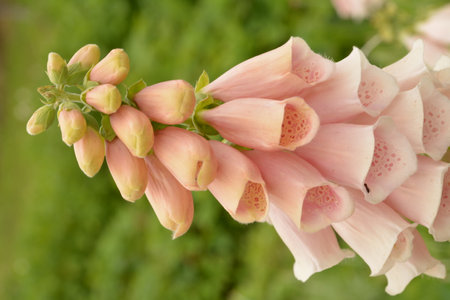 Digitalis lanata wooly foxglove flower plant closeup on natural backgroundの写真素材
