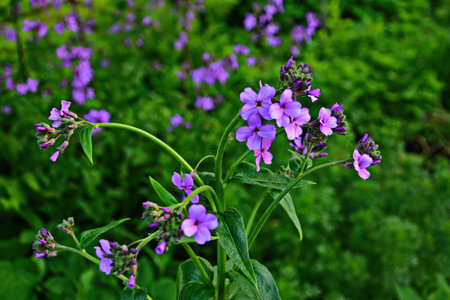 Pink flowers of Hesperis matronalis plant, common names dame's rocket, dame's-wort, dame's...