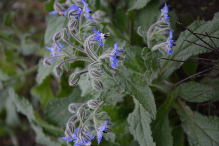 Close up image of borage blossom (Borago officinalis) on a meadow. Borago melliferous grass and...