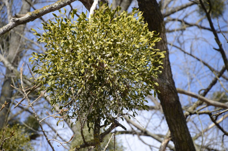 Viscum album or mistletoe is a hemiparasite on several species of trees, it has a significant role in European mythology, legends, and customsの写真素材