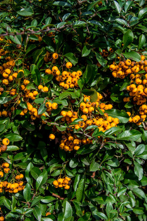 Pyracantha coccinea from the family Rosaceae, also known as firethorn
