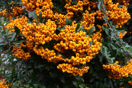 Pyracantha coccinea from the family Rosaceae, also known as firethornの写真素材