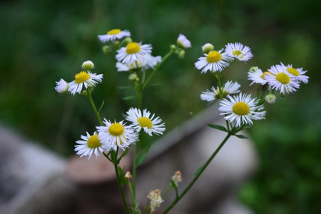 Introducing a beautiful erigeron annuus flower garden.Erigeron annuus subsp. strigosus - Wild plant...