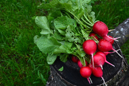 Freshly harvested, purple colorful radish. Growing radish. Growing vegetables.