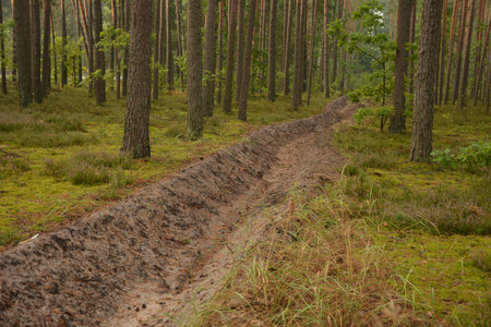 Firefighters dug a ditch to prevent fires. Prevention of forest fires, precautions and protection....