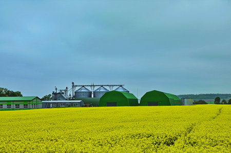 Rape flowers close-up against a blue sky with clouds in rays of sunlight on nature in spring, panoramic view. Growing blossoming rape, soft focus, copy space.の写真素材