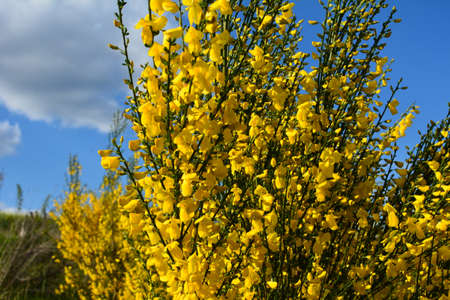 Close up of the branch of blooming yellow flowers of Cytisus scoparius, the common broom or Scotch broom, syn. Sarothamnus scoparius. Blooming broom, Cytisus scoparius in Aprilの写真素材