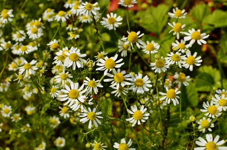 The camomile is used by scientific and national medicine for treatment of various diseases.