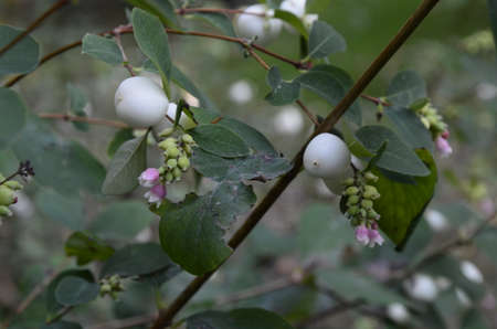 Symphoricarpos albus (Common Snowberry) plant with white berries. Caprifoliaceae or honeysuckle family.の写真素材
