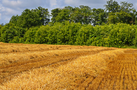 agricultural field on which straw lies after harvesting.field after harvest The rural landscape of...