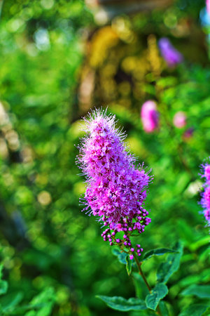 Flowering Spiraea salicifolia or Willowleaf Meadowsweet in garden. General view of shrub with green...