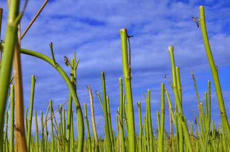 agricultural fields with fresh stubble after harvesting crops colza