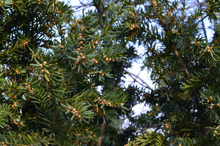 Taxus baccata ornamental shrub in bloom, coniferous branches with green needles and strong spring...