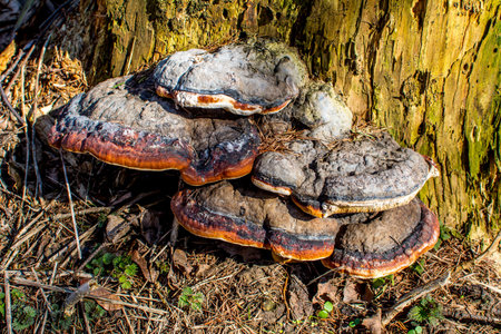 fungus (Fomes fomentarius) close-up