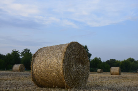 Harvested barley field with the straw baled into large round bales.