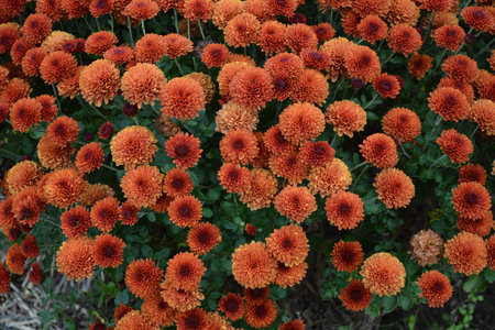 flowerbed with chrysanthemum flowers, beautiful composition in a public park, beautiful background...
