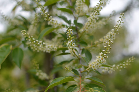 Blossoming branches of Prunus serotina in May. Wild black cherry (Prunus serotina) blossoms shine...