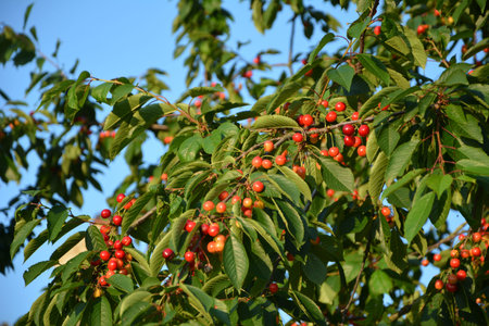 Dark cherry branches with green leafs in summer season.の写真素材