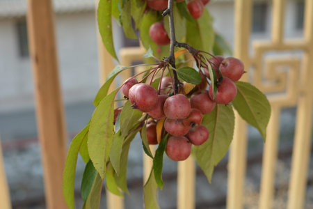 Branches with fruit of Malus Hupehensis, common names Chinese crab apple, Hupeh crab or Tea crabapple tree. Family: Rosaceae.の写真素材