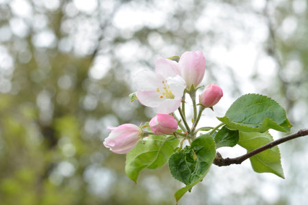 White Apple Flowers. Beautiful flowering apple trees. Background with blooming flowers in spring...
