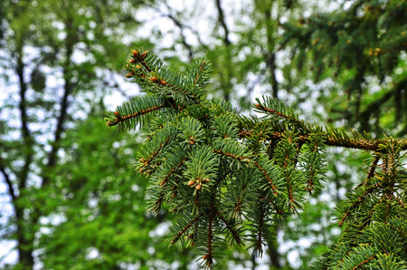 Spruce branches on a green background. Young spruce tree, bright green branches. Background of...