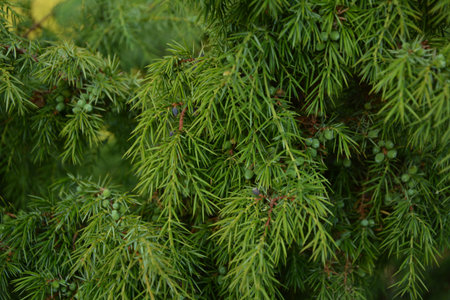 Juniper. Juniperus communis. The branches of a juniper. Juniper berries. Close-up. Garden.