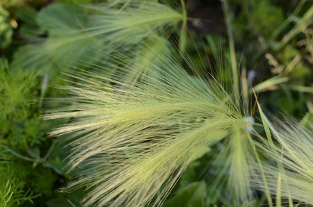 Foxtail barley is found mainly at low to mid elevations but can sometimes grow up to the subalpine zone It is native on saline and alkaline meadowsの写真素材