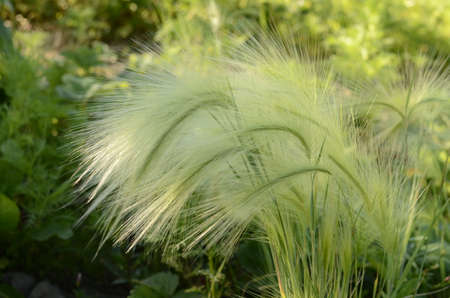Foxtail barley is found mainly at low to mid elevations but can sometimes grow up to the subalpine zone It is native on saline and alkaline meadowsの写真素材