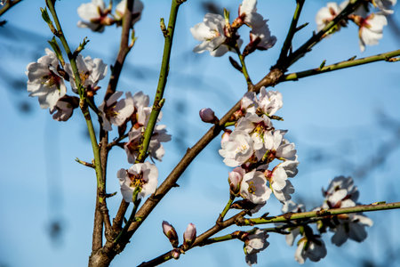 Closeup of spring pastel blooming flower in orchard. Macro cherry blossom tree branch Branches of...