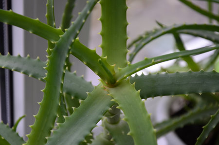 Candelabra aloe (Aloe arborescens) is a species of flowering succulent perennial plant that belongs to the Aloe genus, which is also relatively popular among gardeners.の写真素材