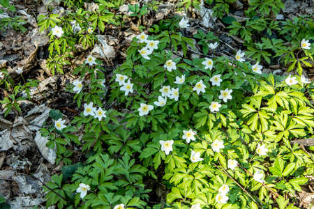 Anemone nemorosa flowers in the forest in a sunny day. Wild anemone, windflowers, thimbleweed.の写真素材