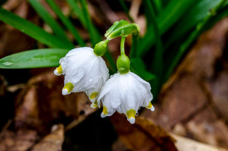 White Summer Snowflake flowers (Leucojum aestivum) with green spots on the petals, bell-shaped flowers with fresh spring green leaves.の写真素材