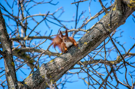 Cute young red squirrel in a natural park in warm morning light. Very cute animal, interesting about its surroundings, colorful, looking funny.の写真素材