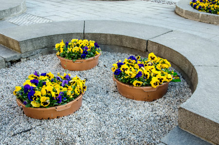 Decorative flowers of violets satellites and decoration of life.Modern flower clubs in urban space.