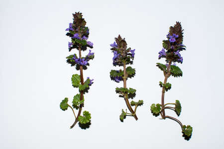 Young fresh branches of the plant ivy shaped Glechoma, Hederacea Glechoma with purple flowers on a white background.Field balm or ground-ivy (Glechoma hederacea) isolated on white backgroundの写真素材