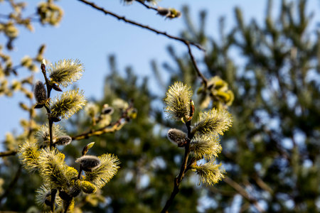 Nature awakes in spring. Blooming willow twigs and furry willow-catkins, so called seals or cats....