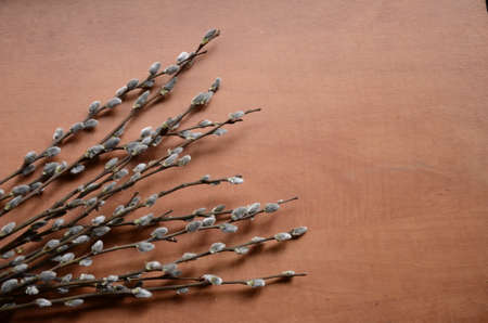 Nature awakes in spring. Blooming willow twigs and furry willow-catkins, so called "seals" or "cats". Palm Sunday. Holly willow (Salix caprea) is a national symbol of Ukraine.の写真素材