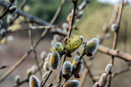 Nature awakes in spring. Blooming willow twigs and furry willow-catkins, so called "seals" or "cats". Palm Sunday. Holly willow (Salix caprea) is a national symbol of Ukraine.の写真素材