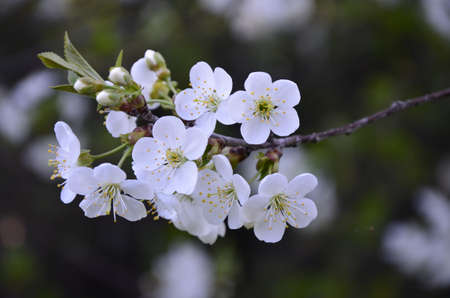 Prunus cerasus flowering tree flowers, group of beautiful white petals tart dwarf cherry flowers in bloom.Beautiful floral spring abstract background of nature. Spring white flowers on a tree branch.の写真素材