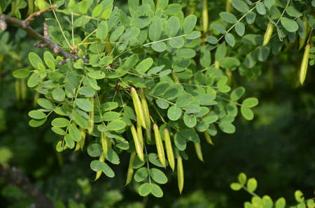 Caragana tree, yellow acacia. Caragana arborescens, Siberian shrub, Siberian pea or caragana. Close-up of a branch of yellow acacia in the park, shrub with greeの写真素材