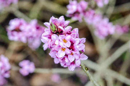 Blooming daphne mezereum. Beautiful mezereon blossoms in spring. Branch with flowers of mezereum, mezereon, February daphne, spurge laurel or spurge olive (Daphne mezereum).の写真素材