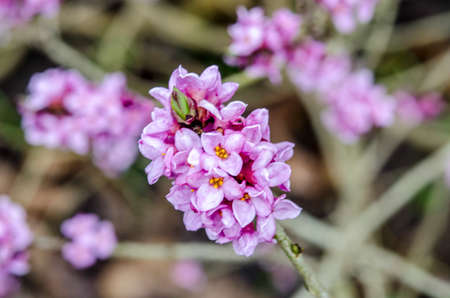 Blooming daphne mezereum. Beautiful mezereon blossoms in spring. Branch with flowers of mezereum, mezereon, February daphne, spurge laurel or spurge olive (Daphne mezereum).の写真素材