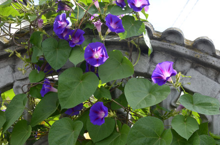 A purple flower (morning-glory) on the background of green leaves. A purple Ipomoea on the fence of...