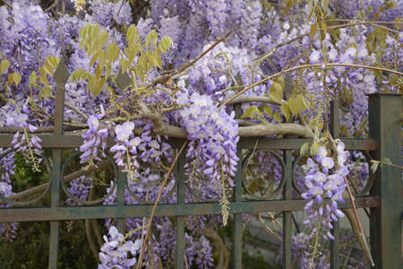 Blue wisteria in spring. A tree of purple wisteria in a garden. Blue wisteria in spring. Blue Chinese wisteria is a species of flowering plant in the pea and Fabaceae family.の写真素材