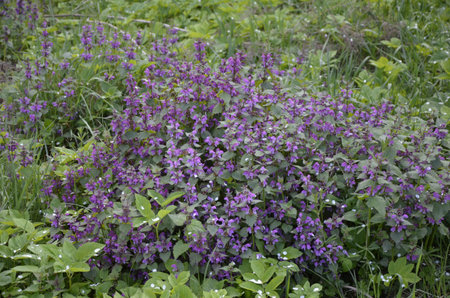 Lamium purpureum, known as red or purple dead-nettle, in the garden.