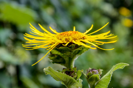 Yellow flowers of medicinal plant elecampane (Inula helenium) or horse-heal in bloom closeupの写真素材