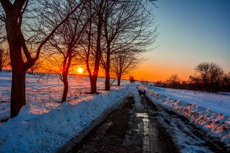 Panorama silhouette tree with sunset.Tree silhouetted against a setting sun.Dark tree on open field dramatic sunrise.Silhouettes Of Dead Tree Against Sunset Background.の写真素材