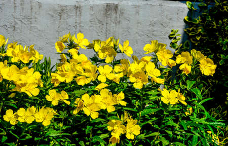 Dewy evening primroses in the flowerbed in the ornamental garden in a rainy day, nature and herb concept.Yellow evening primrose (Oenothera biennis), medicine plant for cosmetics, skin care and eczemaの写真素材
