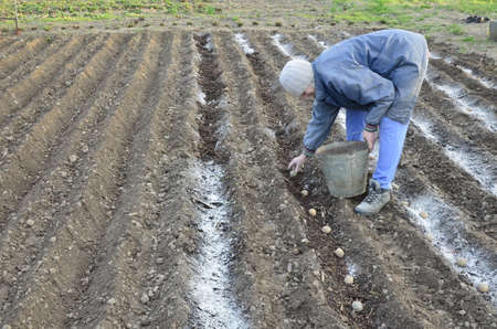 The older woman plants potatoes in deep furrows on the bed.のeditorial素材