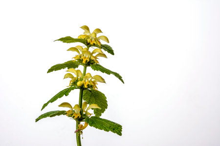 Yellow archangel mint (Lamiastrum galeobdolon), also called yellow lamium - a highly invasive alien plant from Europe isolated on a white background.の写真素材